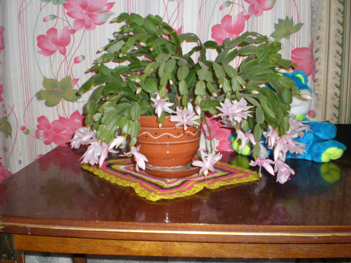 Просто декабрист .Сорт Невеста как мне сказали . 