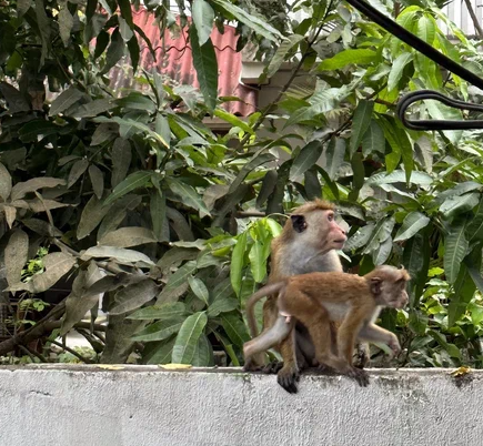 Цейлонские макаки в Мириссе, Шри-Ланка