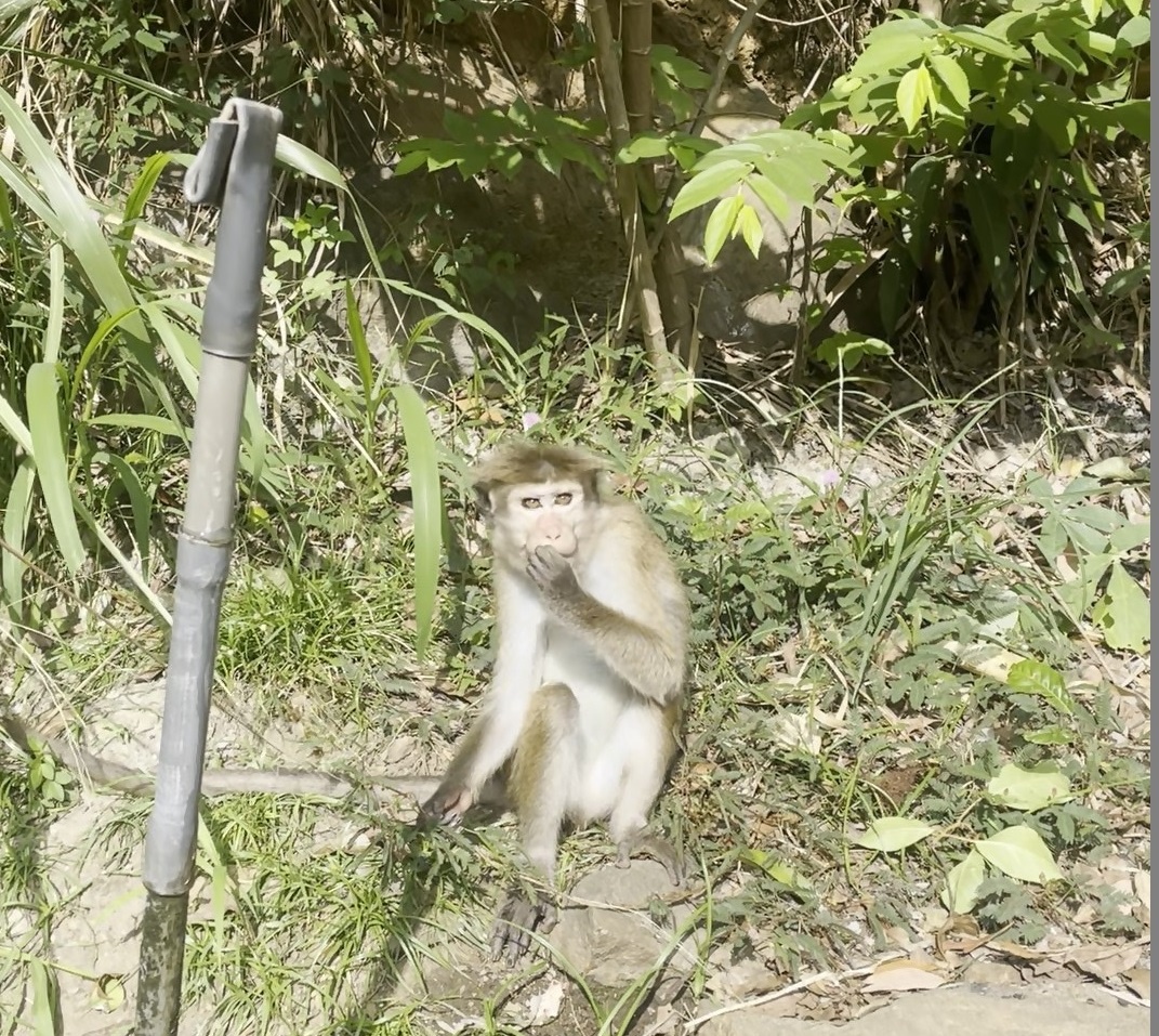 Цейлонская макака с модной прической