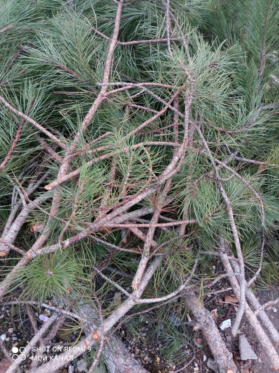 Мы ставим сосну вместо елки. Фото автора.