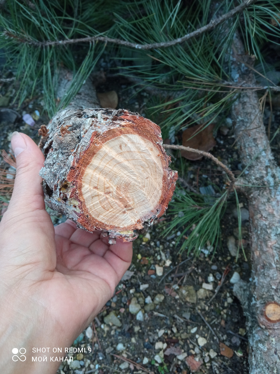 Сосновый "секонд хенд". Фото автора.