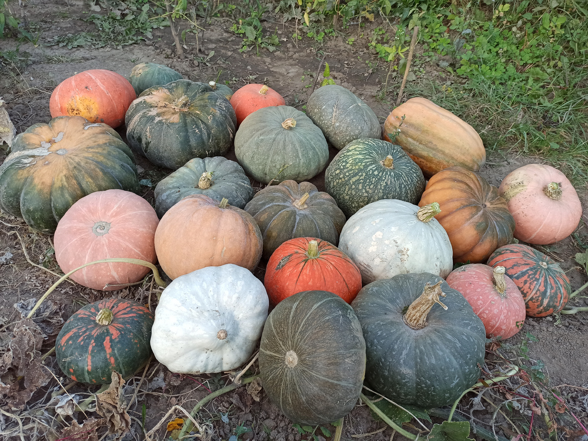 Фото автора. Урожай на даче - это тоже проблема