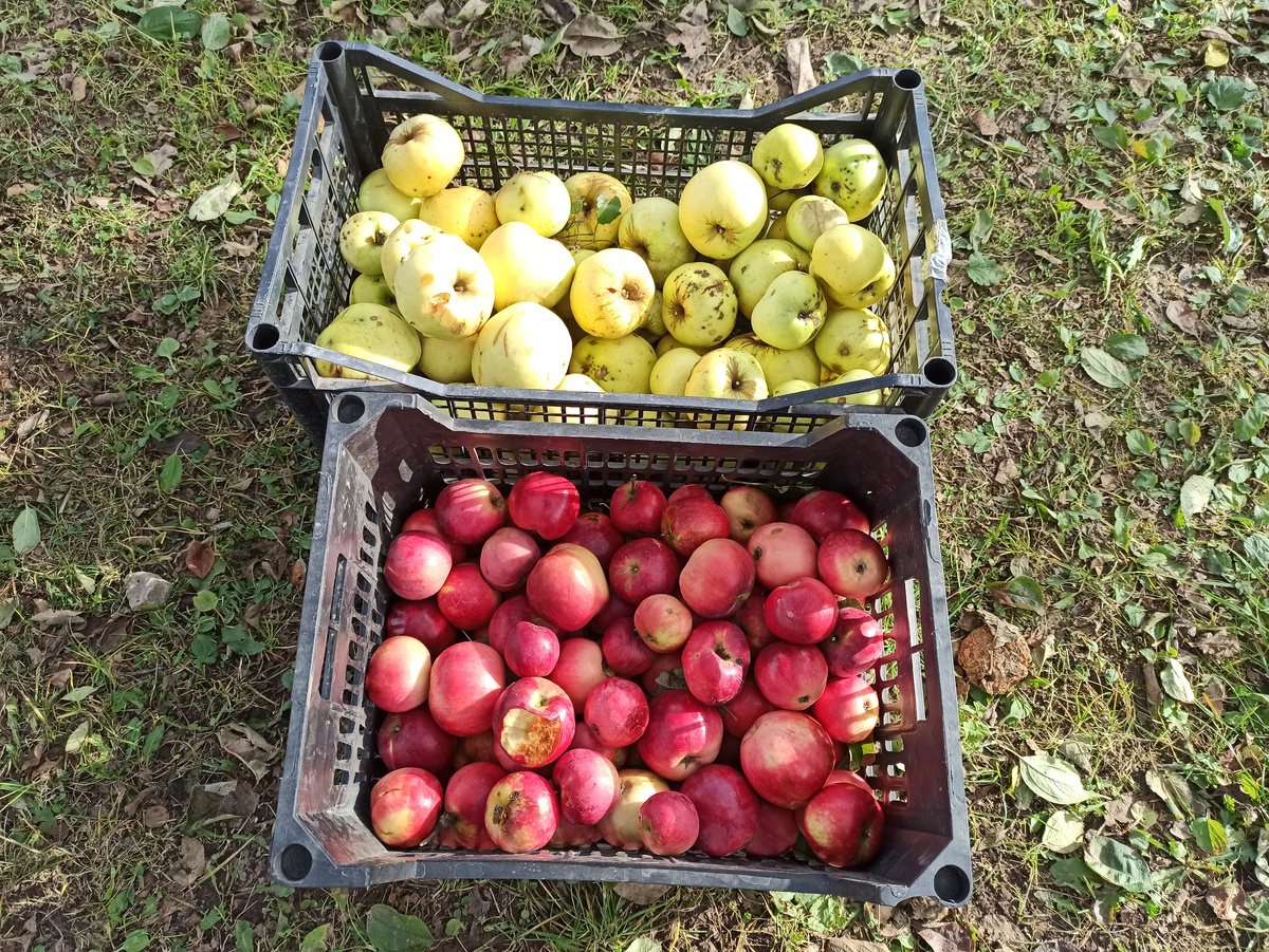 Фото автора. Когда яблок немного, то и проблем мало