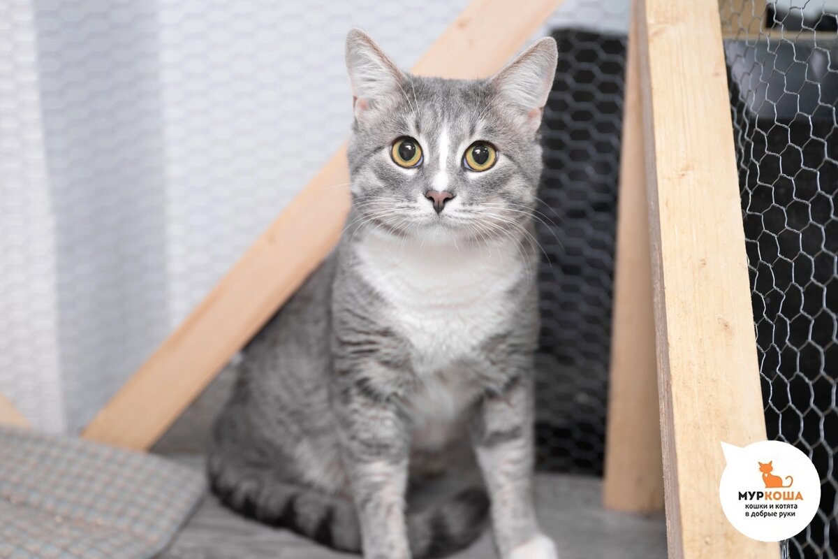 Бригадир домашний котик. Приехал вместе с Поночкой и Пишукей.