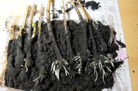 Проращивание черенков. https://ru.pinterest.com/pin/1077134435870288306/