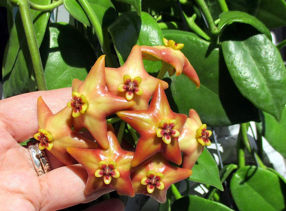 Картинка с сайта http://www.lapshin.org/