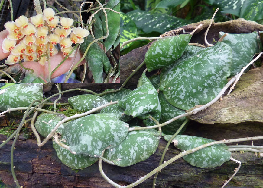 Картинка с сайта http://www.lapshin.org/