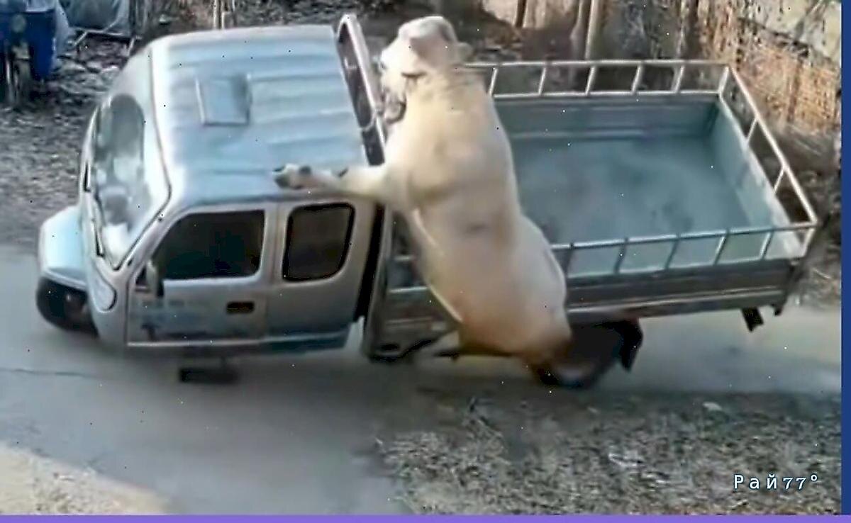   Фото - скриншот с видео, снятого на месте происшествия