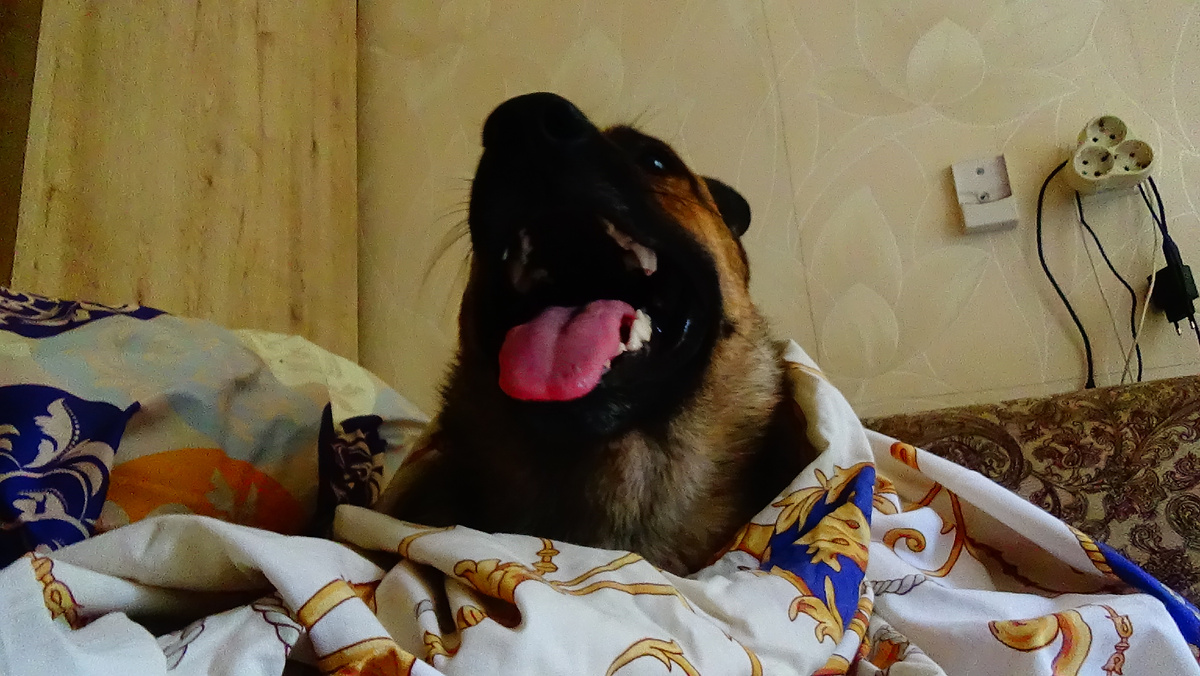 рыжик из ялты