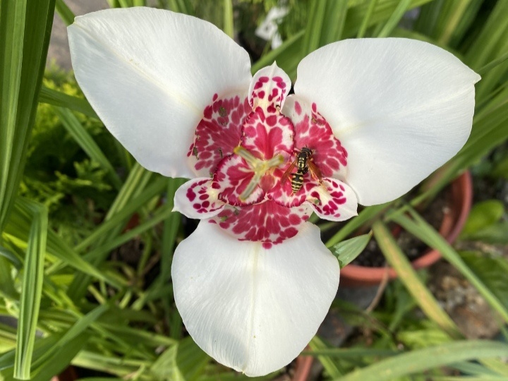 Тигридия Альба. Фото: dzen.ru/fioriconfiori