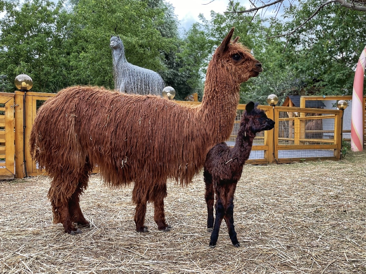 Альпака Сури в московском "Альпака-парке"