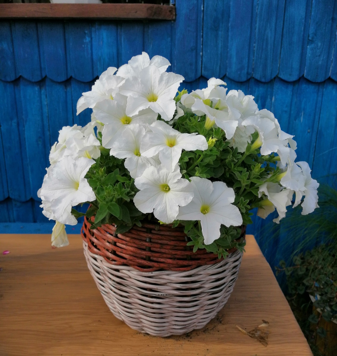 Петуния в мамином саду. Мама знает, что я не люблю петунии, но совершенно спокойно их сажает. Я даже ей семена петунии дарила. 