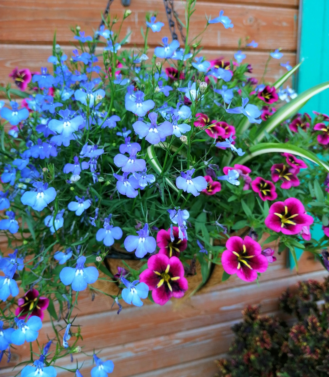 Калибрахоа с лобелией у мамы. 