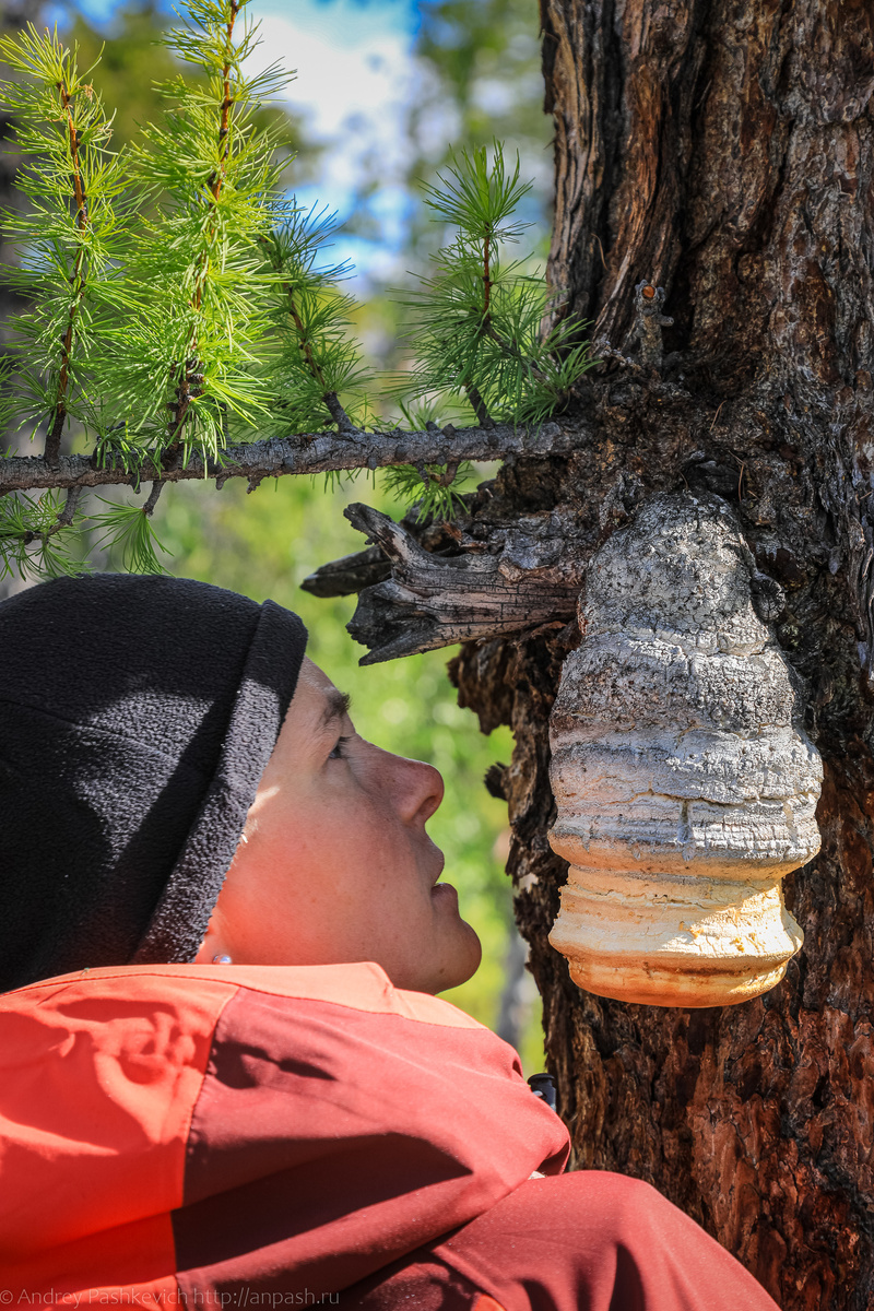 Прекрасный лес