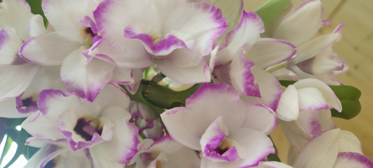 Дендробиум Нобиле. Иммитация свадебного букета.