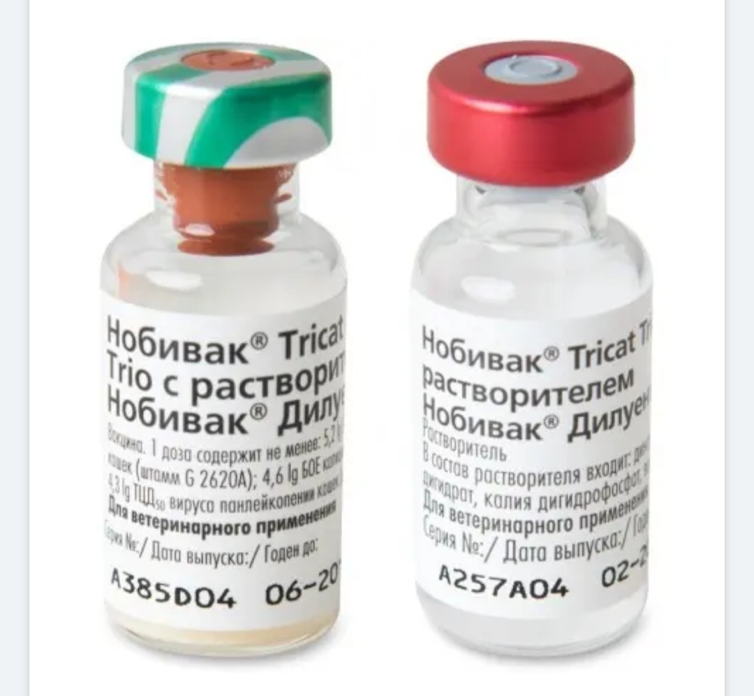 Фото автора. Нужная вакцина.