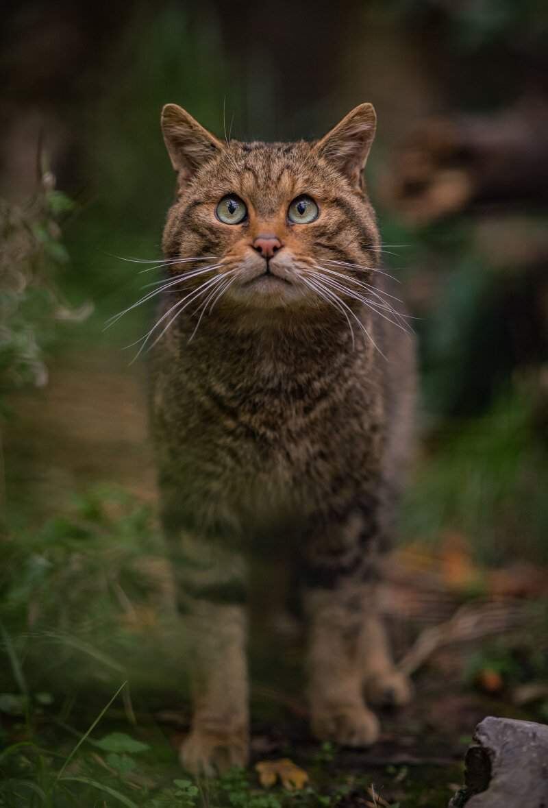 Կատուն գիշերային տիրակալ 🐈 🐾 🐾 🐾 🐾 🐾 🐾 