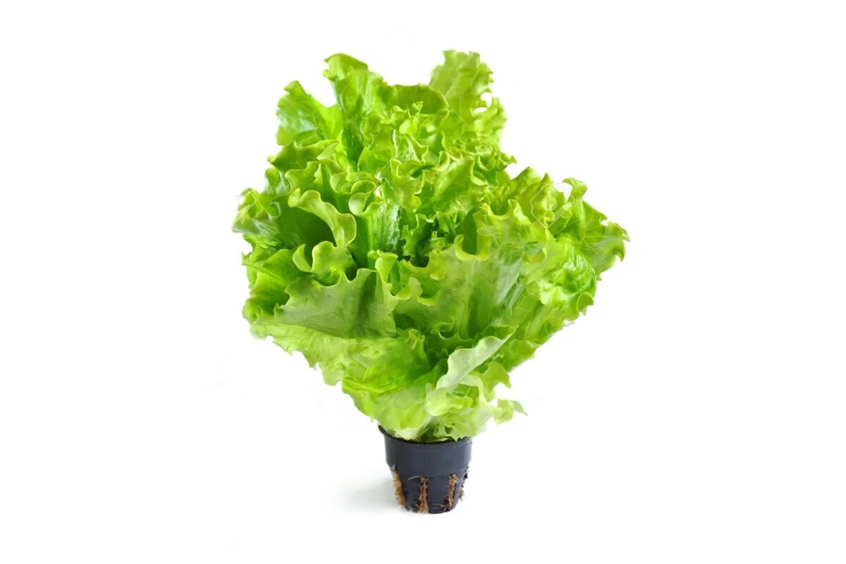 Салат листовой в горшке.