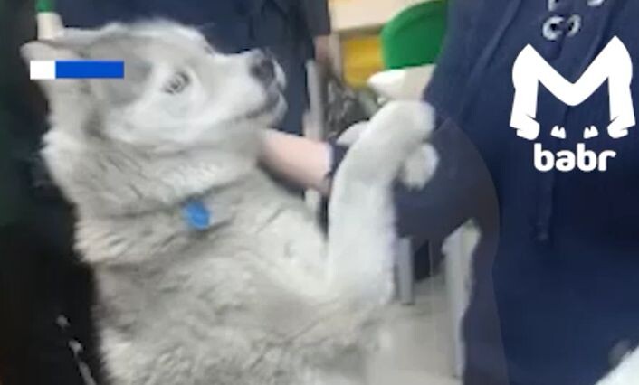    Фото: Telegram-канал Babr Mash