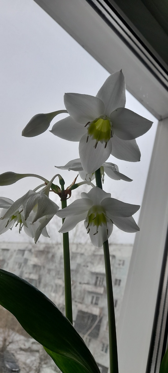 Сюрприз зимой