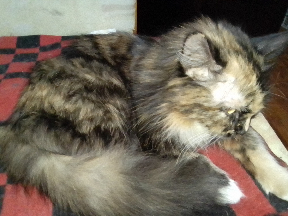 Фото автора. Кнопа Ивановна моя)))