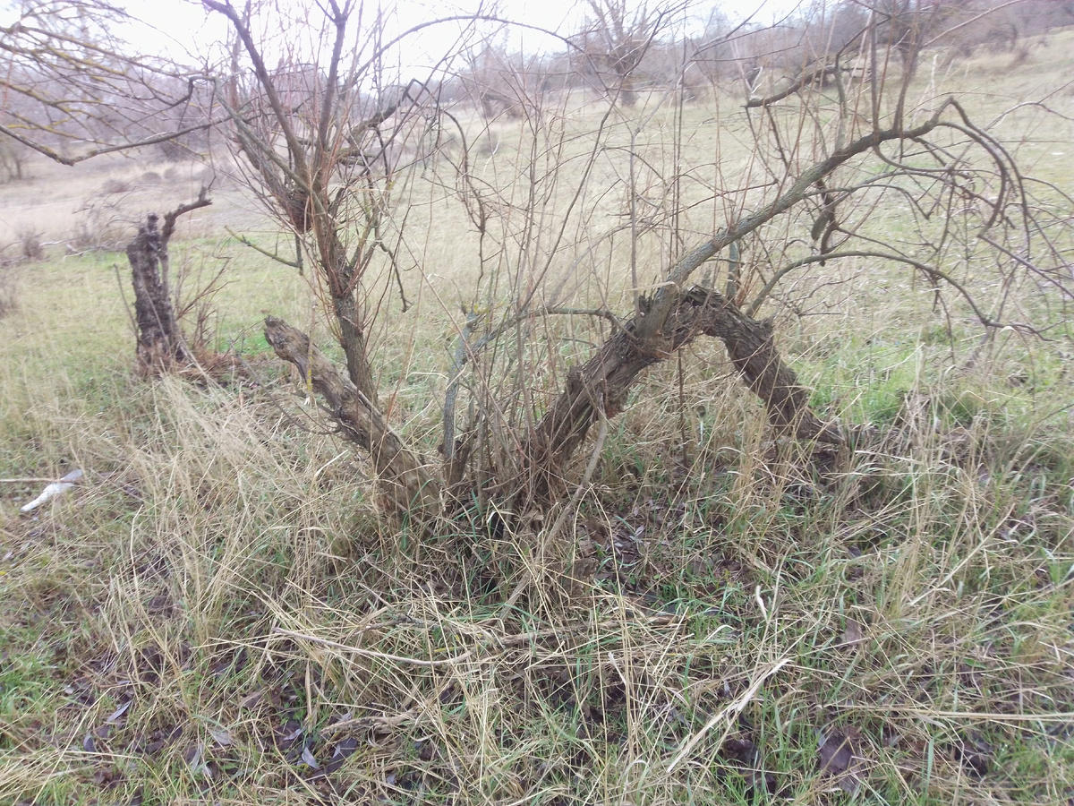 "Зимняя засуха"🤔