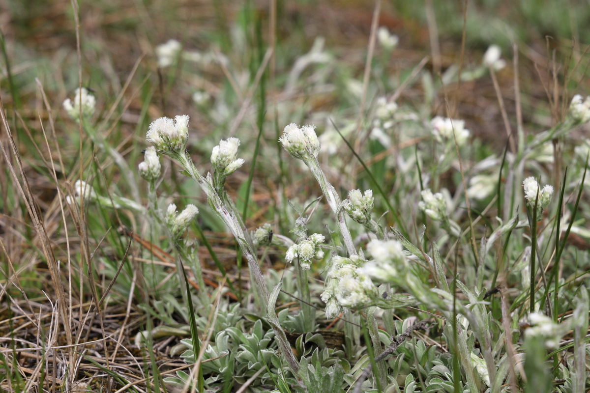 С Кошачьей лапкой всё в порядке. На этих двух фото побеги с белыми (мужскими) цветами и с розовыми (женскими), поэтому она и двудомная. Травка имеет выраженное кровоостанавливающее действие. Порошёк из её травы неплохо иметь в домашней аптечке, для присыпки ран.