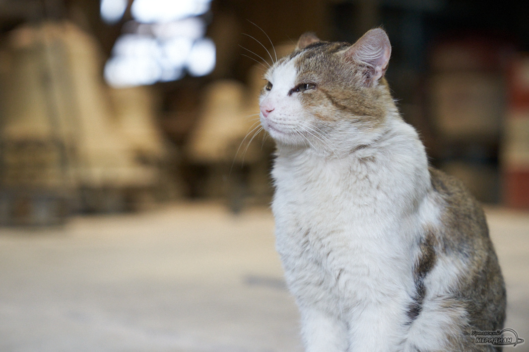    Фото: Лидия Аникина © ИА «Уральский меридиан» Галина Ниценкова