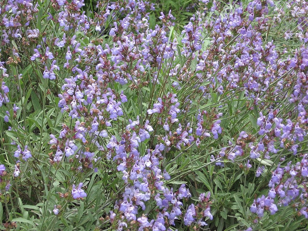 Нет. Шалфей лекарственный применяют, в том числе, и  при болезнях дыхательной системы. Но речь не про него. .......... Авторство фото: A. Barra. Собственная работа, CC BY-SA 4.0
