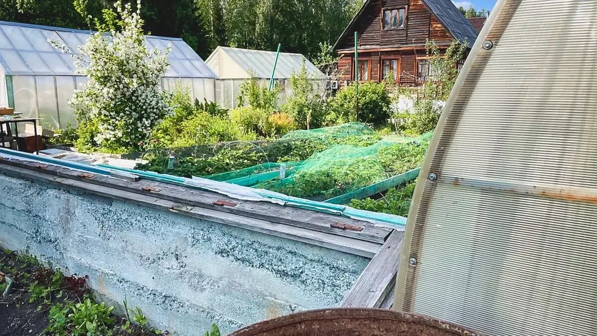 Если огород сильно зарос травой, его у владельцев смогут отобрать через суд. Источник: 1MI