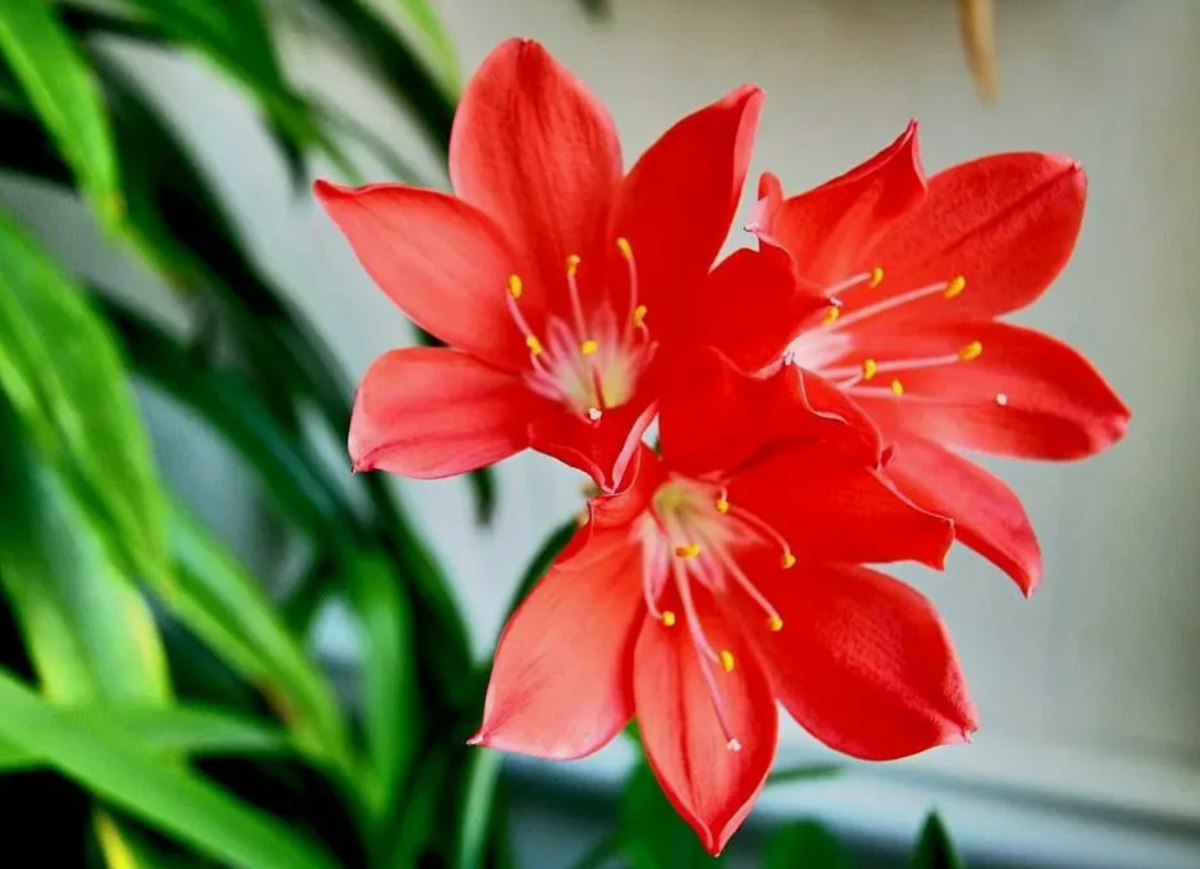 Источник фото: ozon.ru