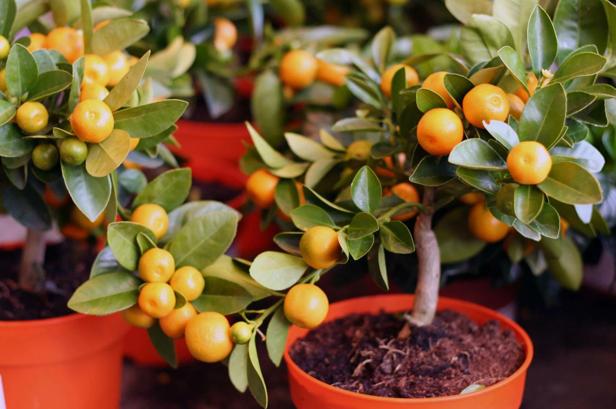 Источник фото: mirzhvetov.ru