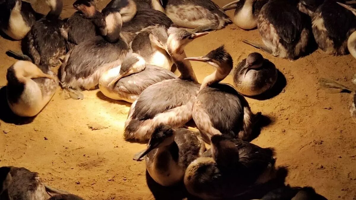     Источник: vc.kom/ТПХ Русклимат