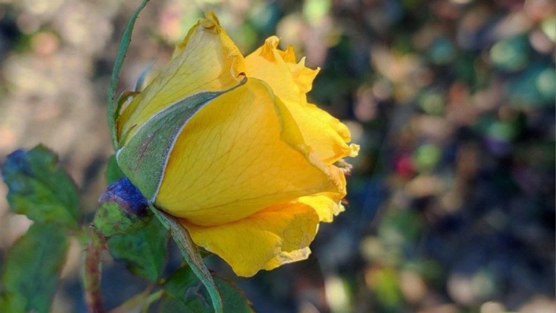    В январской жаре Крыма расцвели нарциссы и чайные розы