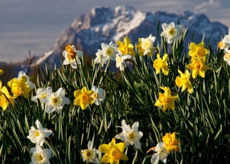    В январской жаре Крыма расцвели нарциссы и чайные розы