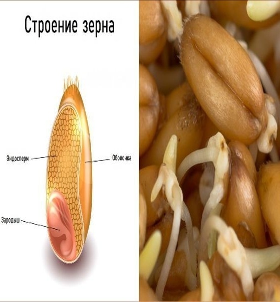 Строение зерна.