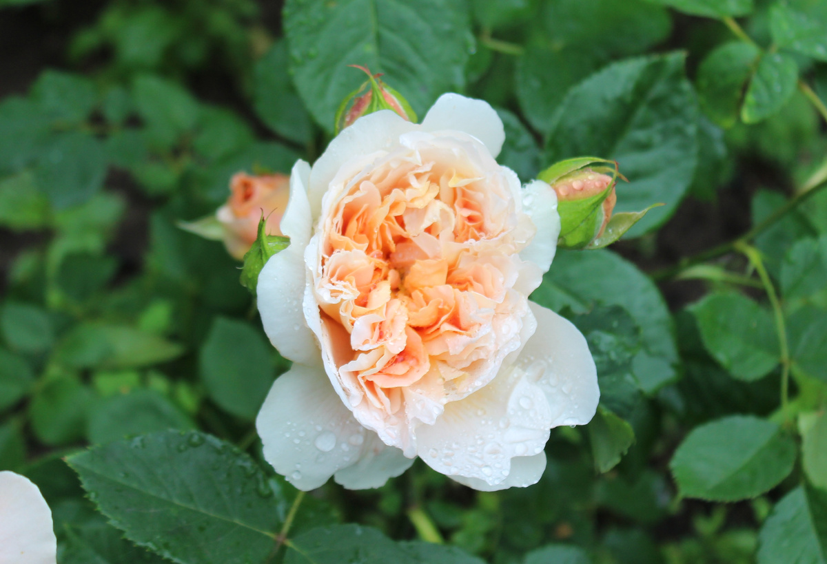 Ти Клиппер распускается - корнесобственная роза