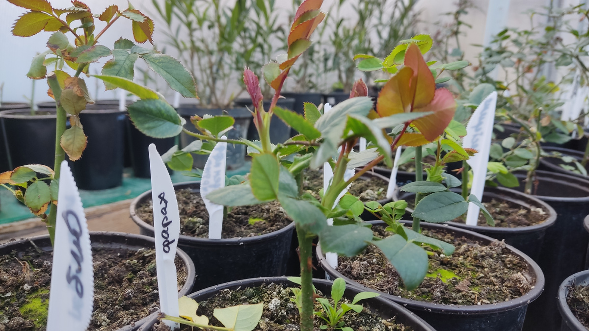 25 января в холодной теплице - корнесобственные розы наращивают новые побеги