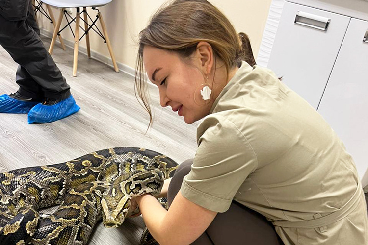    «Мало кто знает, что рептилии в целом и змеи в частности часто болеют бактериальными, вирусными и грибковыми инфекциями, например туберкулезом, микобактериозом. Змеи могут переносить сальмонеллез, простейших, болеть гельминтозом».   
Фото: Фото предоставлено Алией Насибуллиной