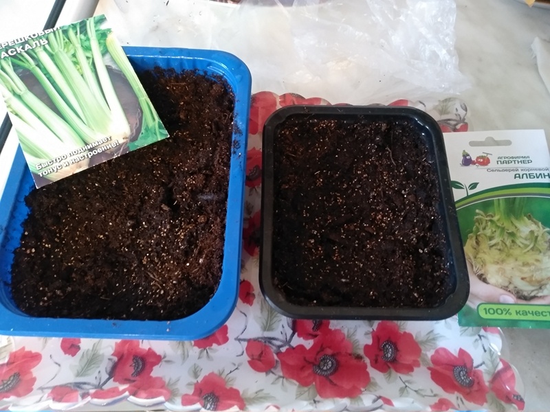 Посев черешкового и корневого сельдерей в январе 2024 года