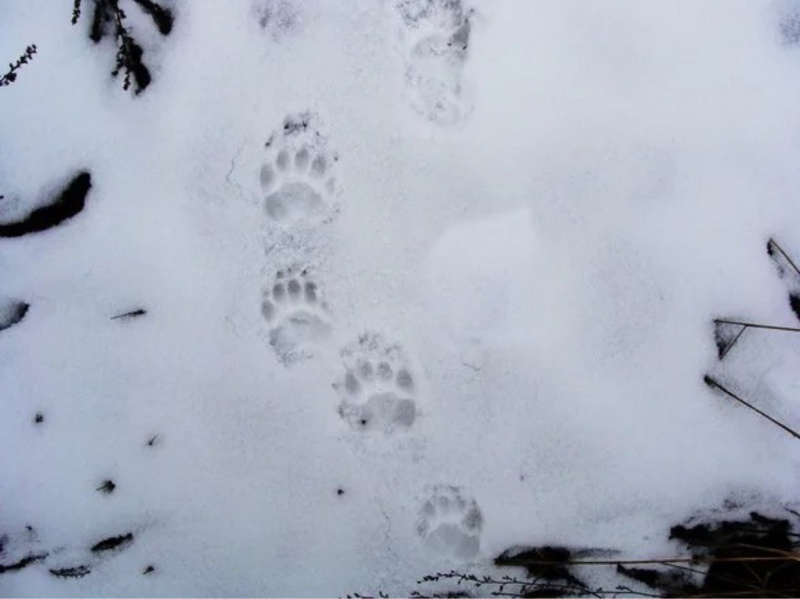    Минприроды Карелии пересчитало пальцы на лапах росомахиМинприроды Карелии / ВК