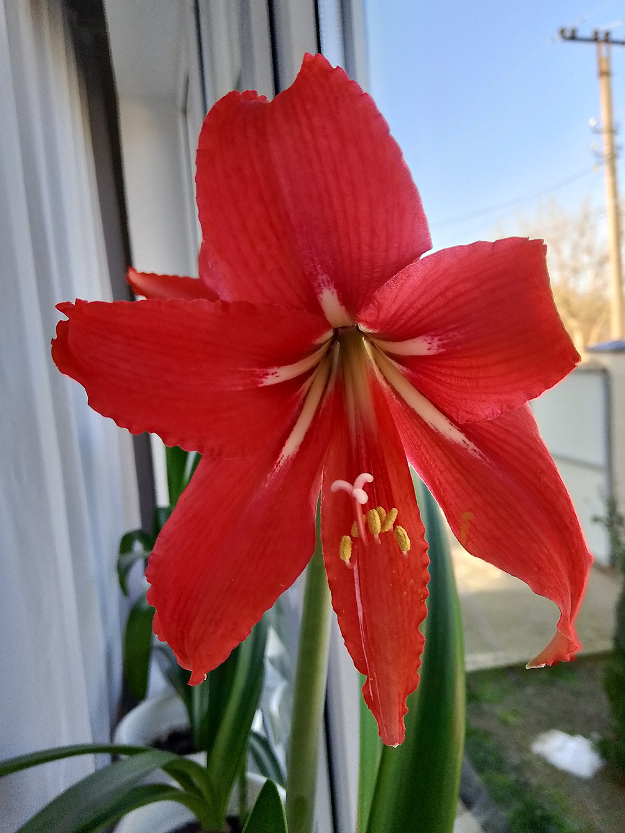 Расцве́л мой Амариллис. Фото личное.
