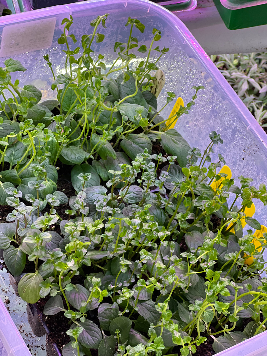 Фото из личного архива. Укоренение мяты. 