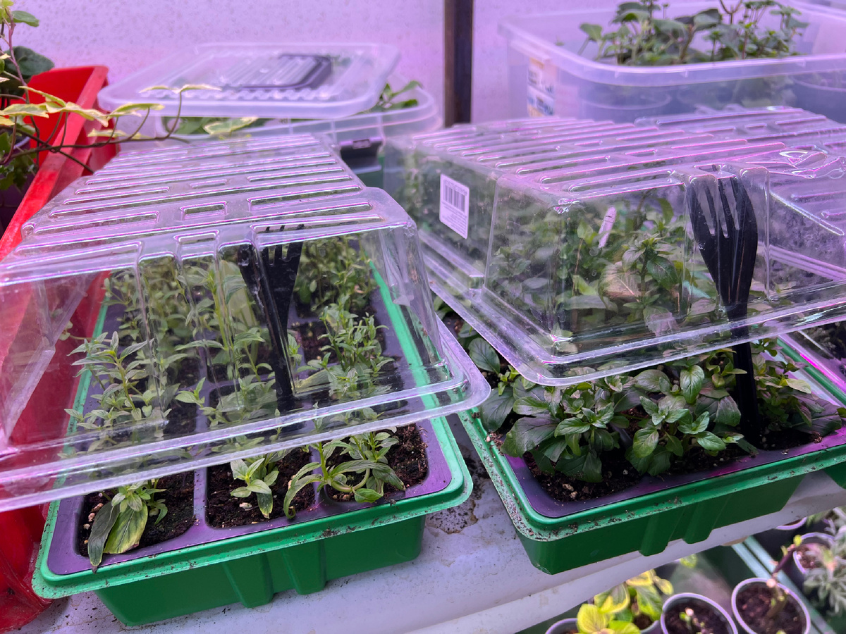 Фото из личного архива. Укоренение мяты. 