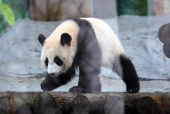    Панда Катюша