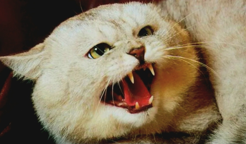 Шшш… не трогай мой хвост!