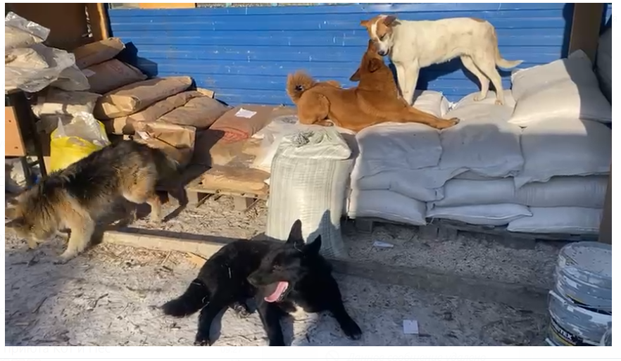 Охрана продовольствия. Лаки, Ричи, Зина, Рада.