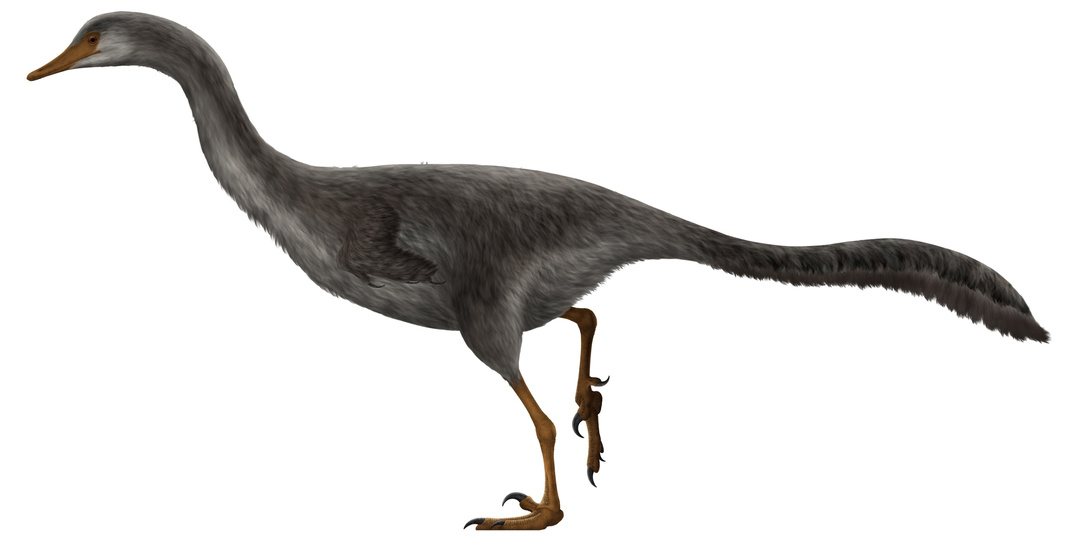 Гальскараптор (Halszkaraptor escuilliei) — уткодинозавр.