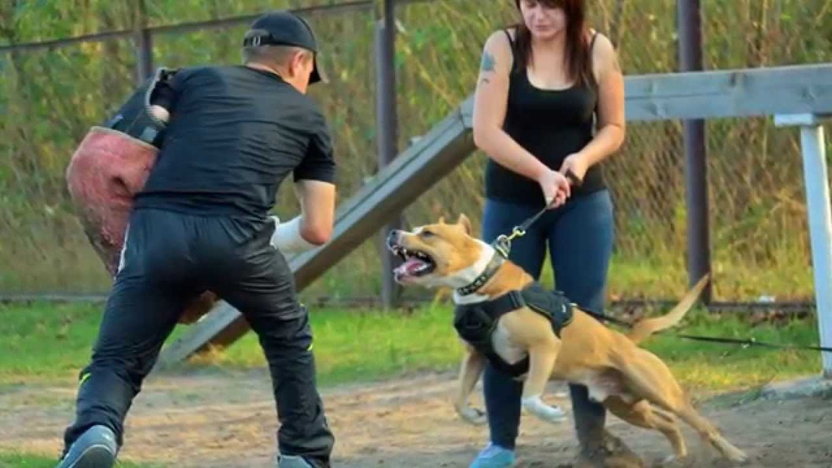 На двух концах поводка - две жертвы мошенников от кинологии. 