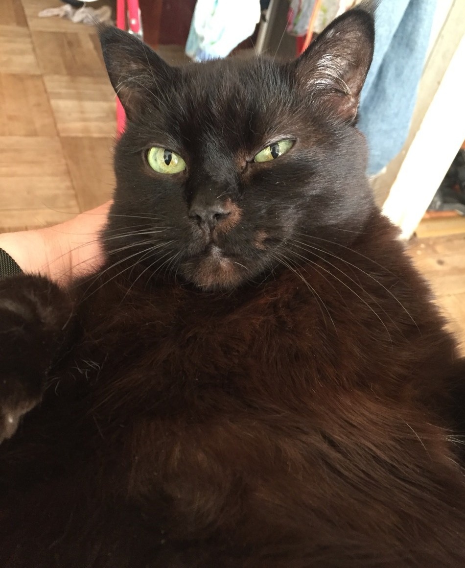 КОТ ДОМАШНИЙ, СЫТЫЙ, ДОВОЛЬНЫЙ))  ИЗ личных фото автора Лидии Шатиловой